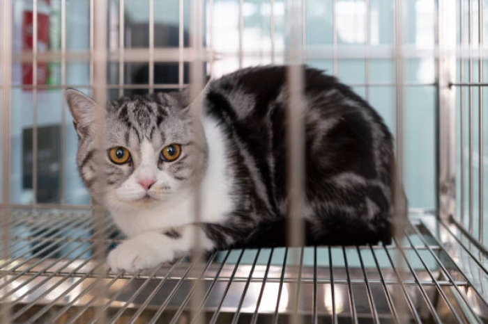 Apa yang Menyebabkan Kucing Tidak Betah Berada di Kandang?