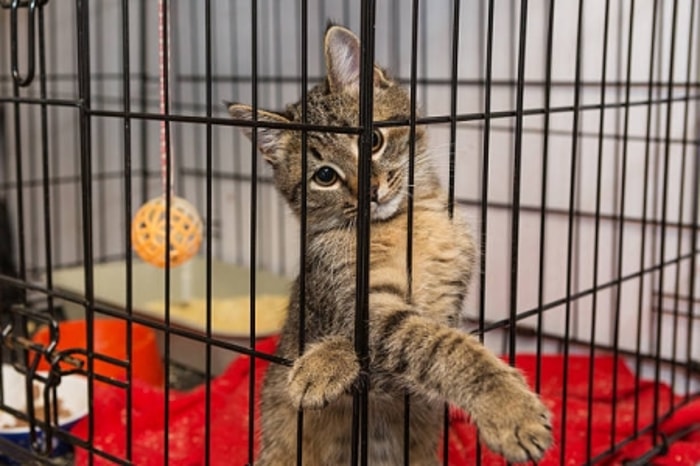 Mencegah Kucing dari Masalah Kesehatan
