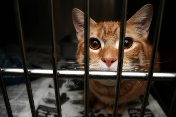 Ukuran dan Kelembapan Berpengaruh pada Mental Kucing