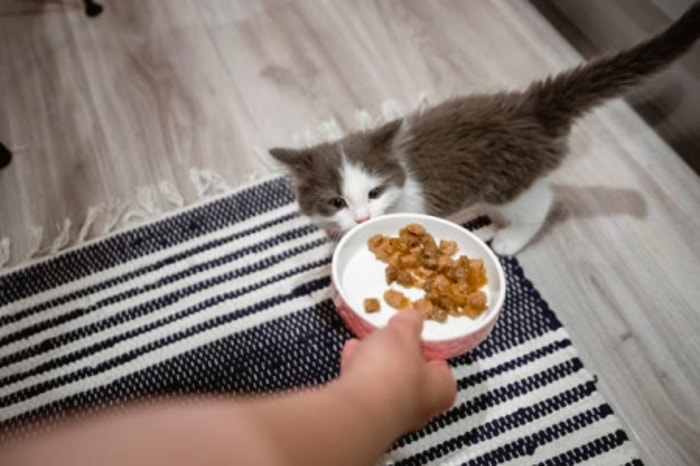 Mengganti Mangkuk Makanan Kucing ke Versi Lebih Kecil