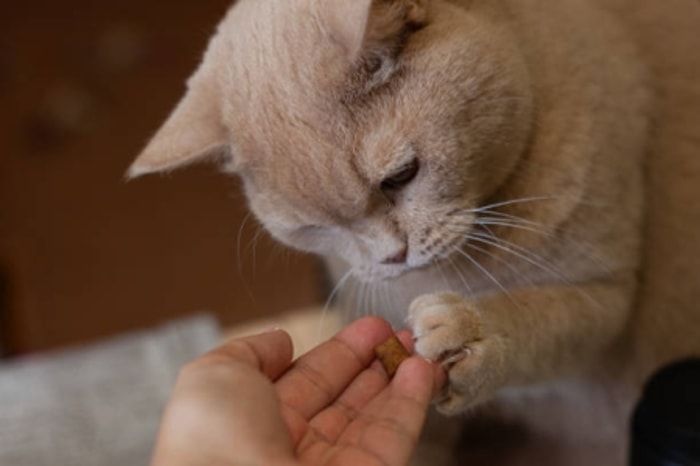 Konsultasikan Permasalahan Kucing ke Dokter Hewan Terdekat 