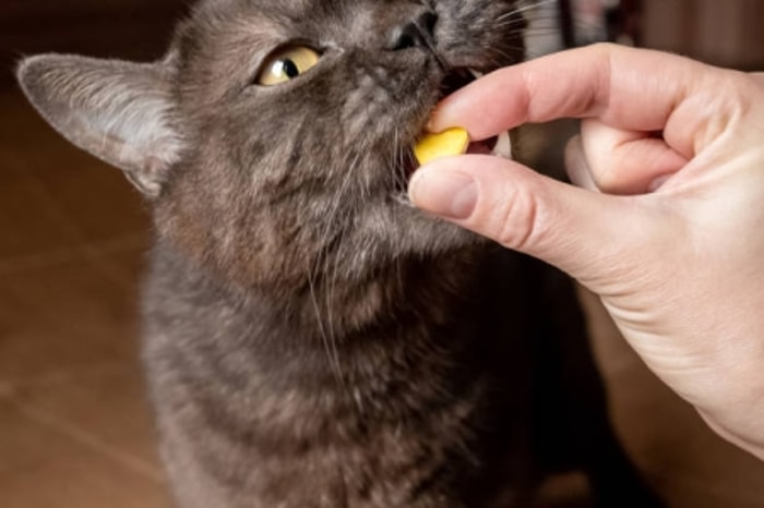Vitamin Ekstra Membantu Kucing Lebih Lahap Makan