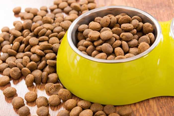 Kucing Tidak Mau Makan Dry Food. Mengapa?
