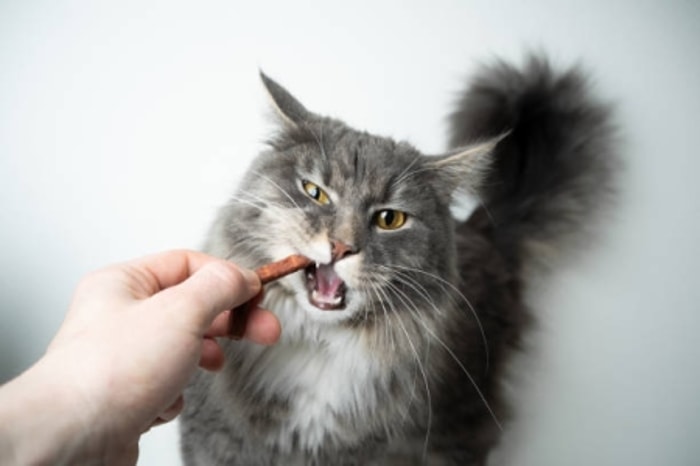 Mencampur Makanan Basah dan Kering Kucing