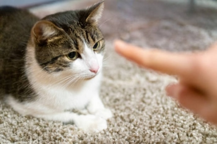 Ketepatan Waktu Menghindarkan Kucing dari Kebosanan