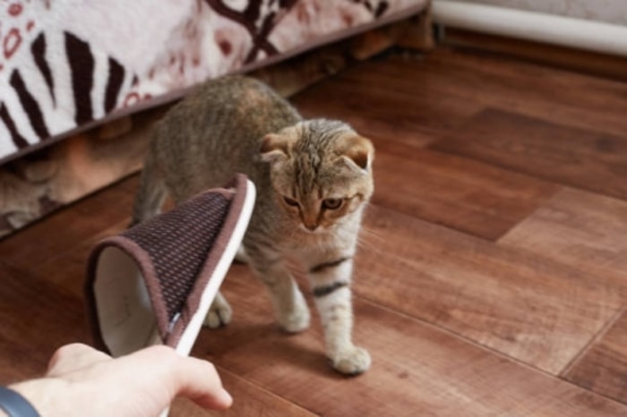 Berikan Hadiah Ketika Kucing Berhasil Melakukan Sesuatu