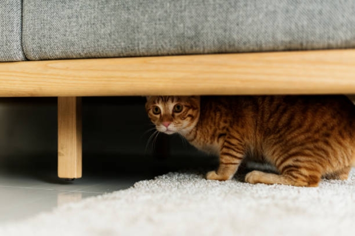 Apa yang Membuat Kucing Takut dengan Manusia?
