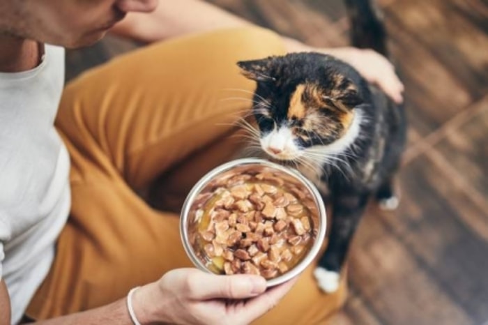 Makanan Dapat Membantu Kucing Lebih Tenang