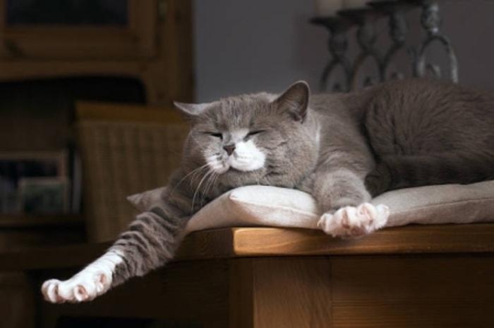 Lingkungan yang Nyaman Membuat Kucing Tenang