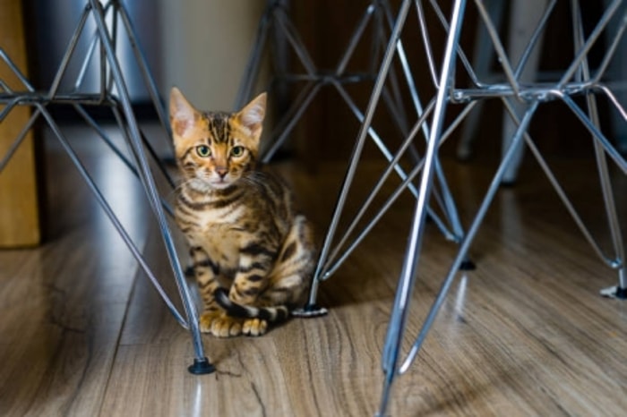 Beri Kucing Waktu untuk Mengenali Lingkungannya
