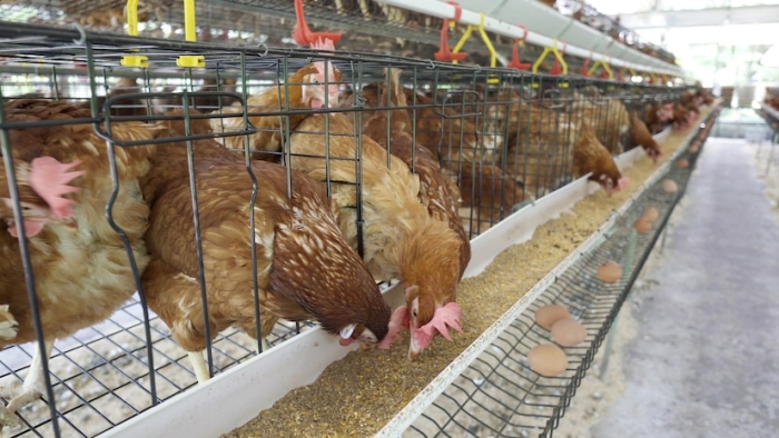 Fitur Penting yang Perlu Ada di Kandang Ayam