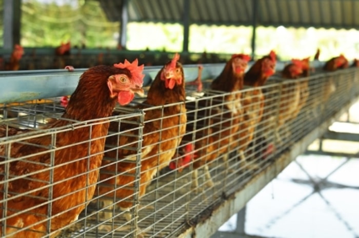 Efek Kandang Ayam Terbuka Berbeda di Tiap Lokasi