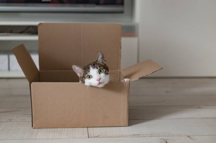 Tips Pengiriman Agar Kucing Tidak Stres