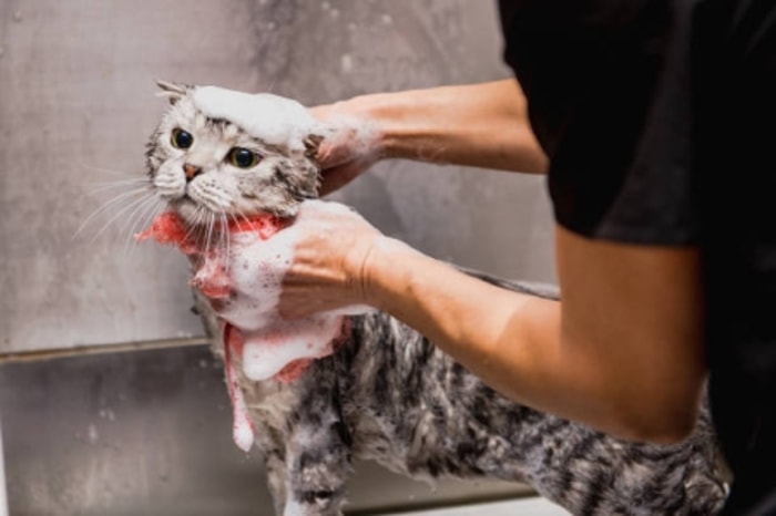 Menggunakan Sampo Manusia dapat Membuat Iritasi pada Kulit Kucing