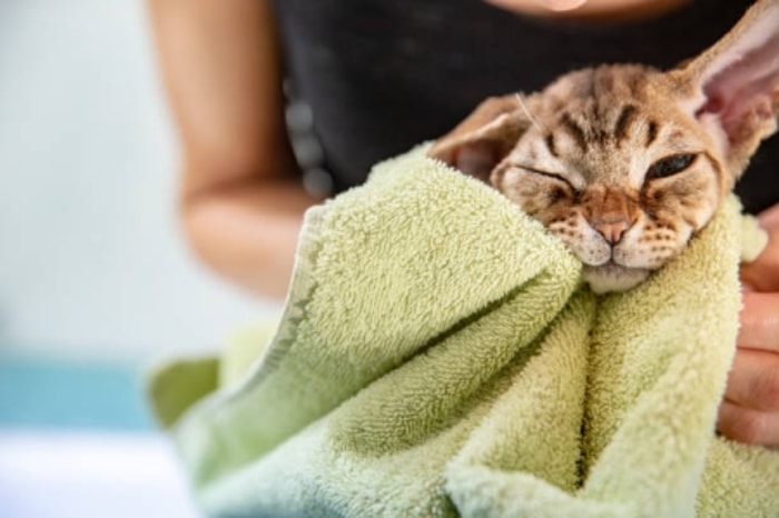 Gunakan Handuk yang Besar Agar Dapat Membungkus Tubuh Kucing