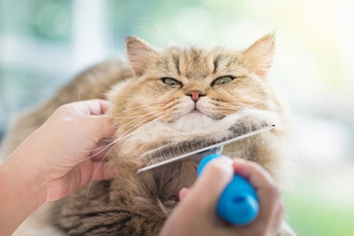 Sisirlah Bulu Kucing Agar Rapi dan Halus