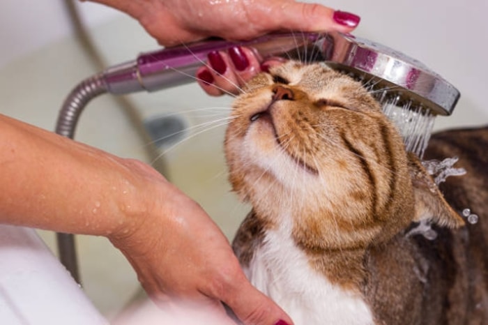 Hal-Hal yang Perlu Diperhatikan Sebelum Memandikan Kucing