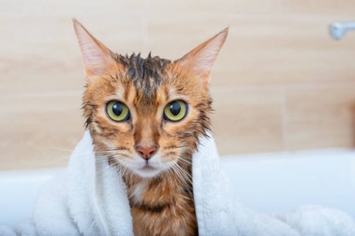Cara Mencegah Kucing Berontak Selama Mandi