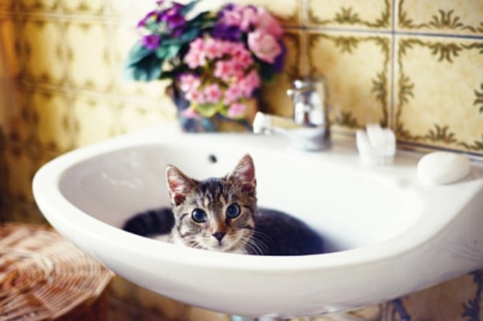 Isilah dengan Air Hangat agar Kucing Nyaman