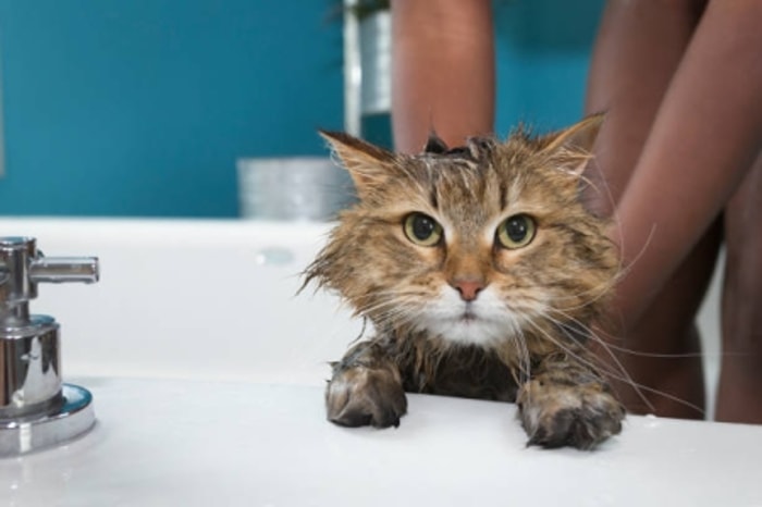 Untuk Pengalaman Pertama, Kucing Akan Panik
