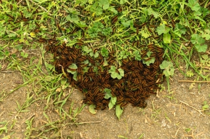 Fenomena Munculnya Ulat Bulu