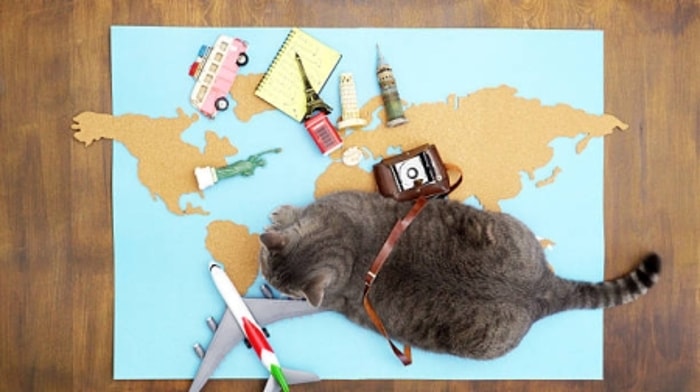 Kucing Stres Karena Perjalanan. Apakah Bisa Dinetralkan? 