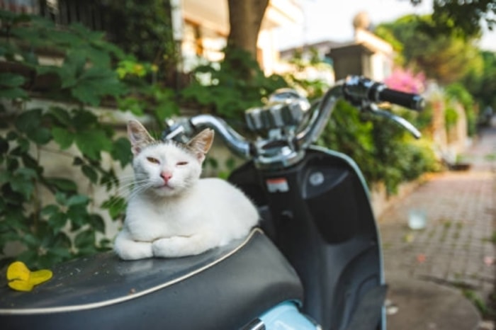 Buat Kucing Terbiasa dengan Motor