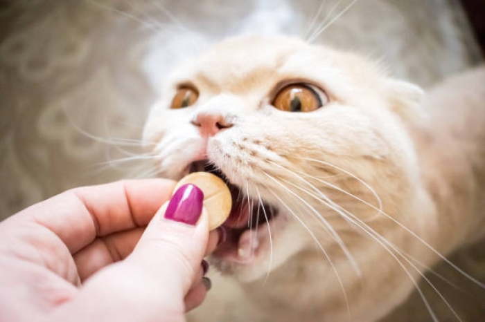 Apa yang Terjadi Jika Kucing Kekurangan Vitamin E? 