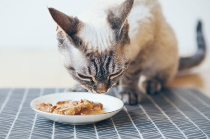Buka Kapsulnya dan Campurkan ke Makanan Favorit Kucing