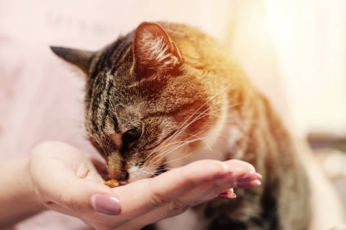 Suapi Kucing dengan Tangan Kosong 