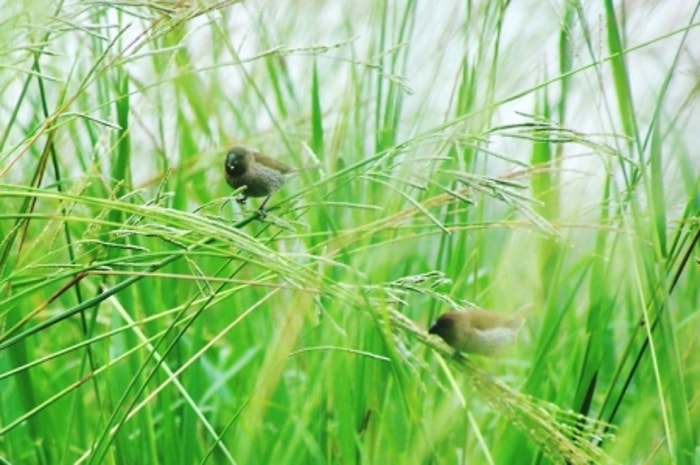 Mengapa Petani Menganggap Burung Pipit sebagai Hama?