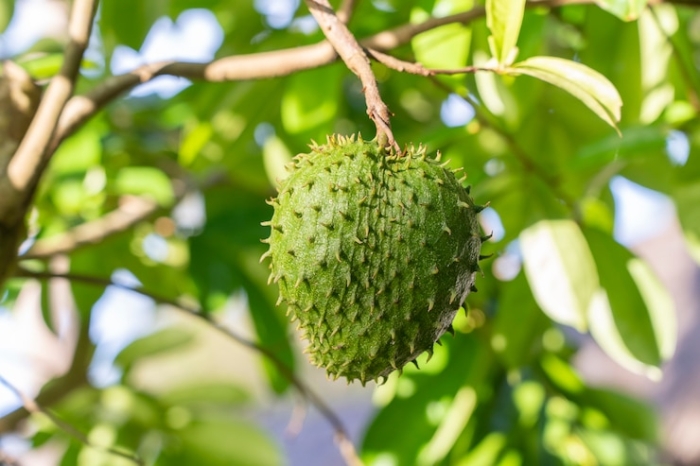 Manfaat Daun Sirsak sebagai Biopestisida