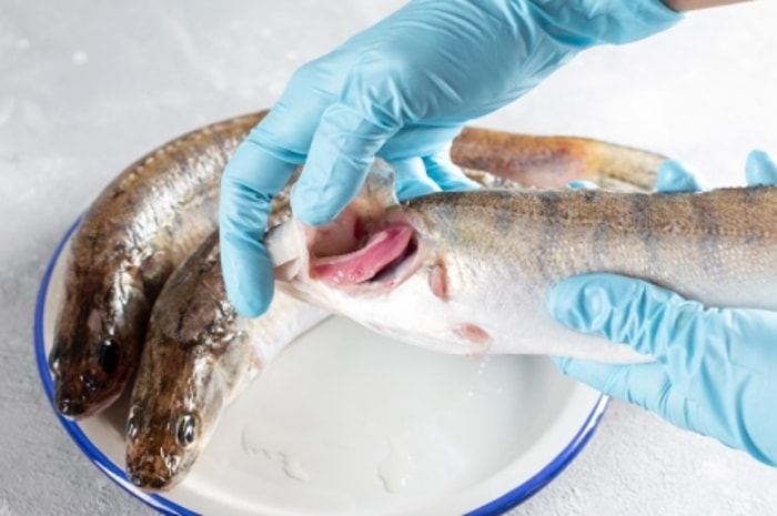 Segera Pisahkan Ikan yang Sakit untuk Menghindari Penularan 
