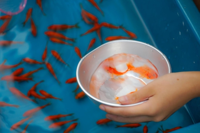 Jenis Ikan Mas Terbaik untuk Bisnis Budidaya