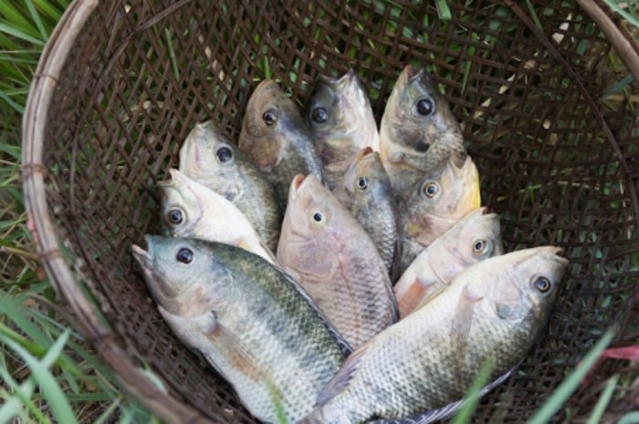 Kualitas Ikan Menentukan Besaran Cuan yang Didapat
