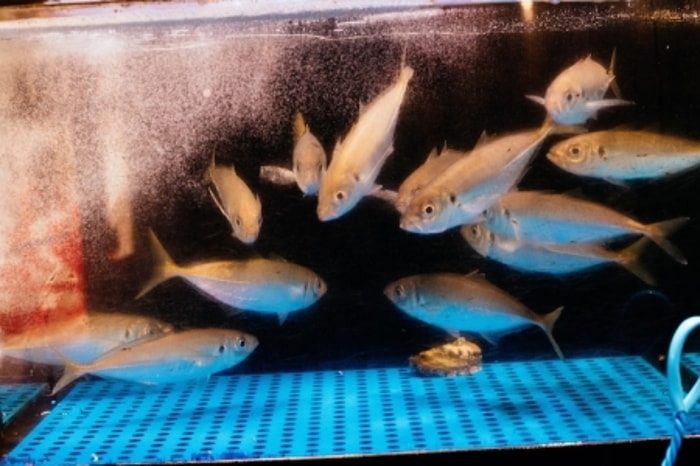 Sesuaikan Jenis Kolam dengan Kebutuhan