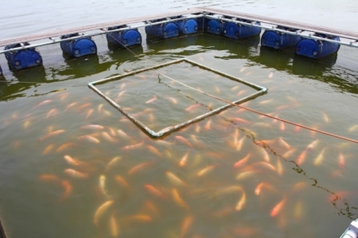 Bibit Ikan Menentukan Kualitas Panen