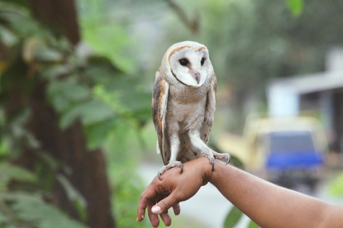 Buat Burung Hantu Menjadi Jinak dengan Pemeliharan yang Tepat