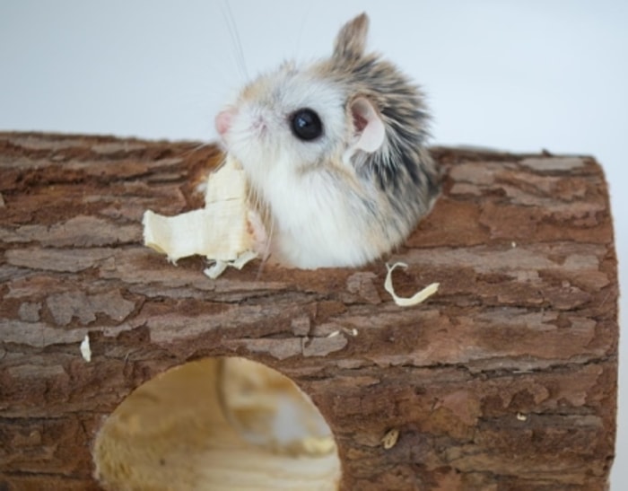 Hamster Itu Hewan yang Memiliki Naluri Bersembunyi