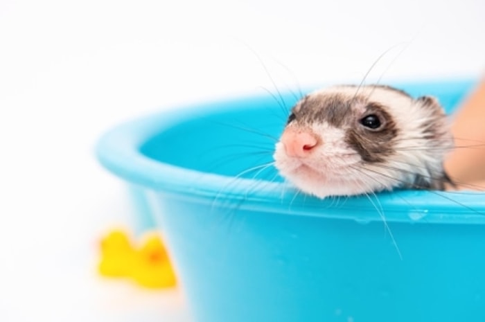Mandi Bermanfaat untuk Menjaga Hamster Tetap Bersih