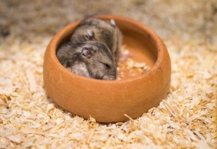 Kandang Sangat Berpengaruh pada Kesehatan Hamster