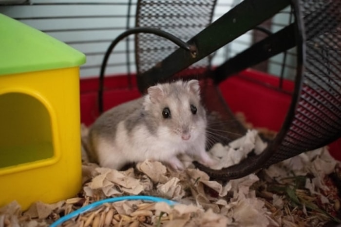 Isi Kandang dengan Mainan agar Hamster Tidak Stres