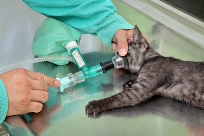 Gangguan pada Peredaran Darah Kucing