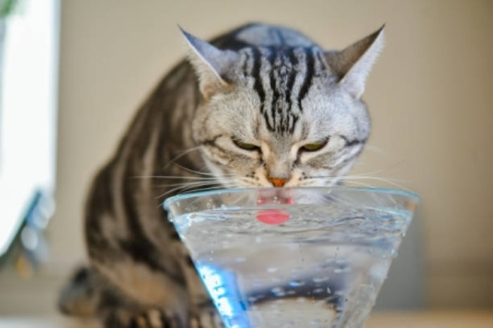 Minum Juga Dapat Menghindarkan Kucing dari Penyakit Kemih