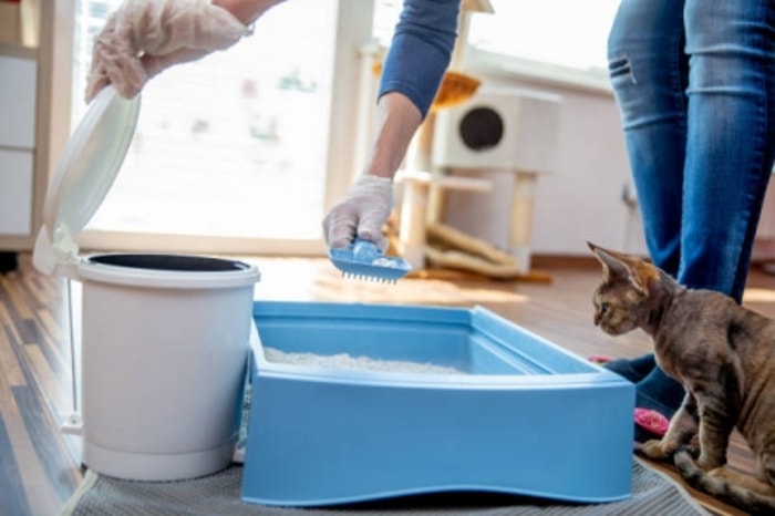Kebersihan Menjadi Kunci Utama Kesehatan Kucing 