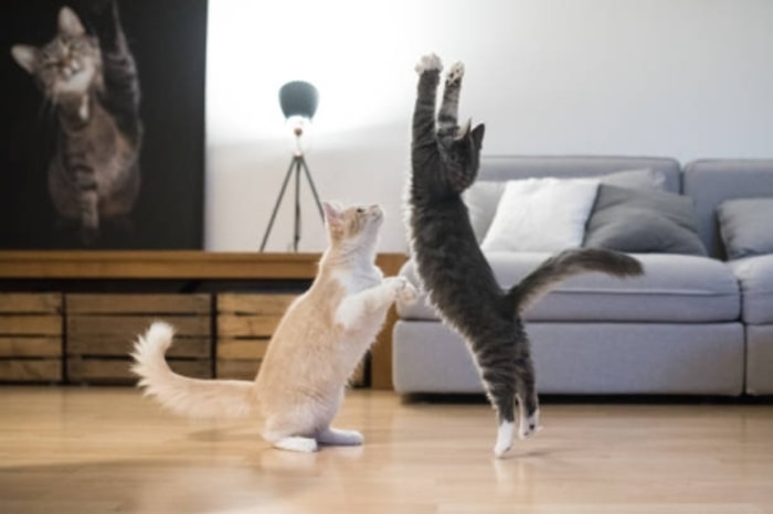 Bermain Membantu Kucing Menjadi Lebih Aktif