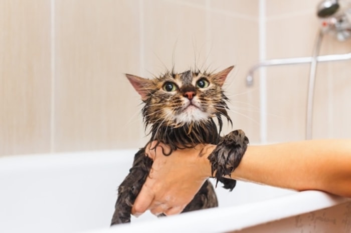 Rawat Kesehatan Kucing dari Head to Toe