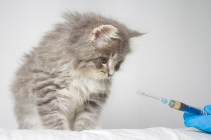 Vaksin Membantu Memperkuat Imunitas Tubuh Kucing