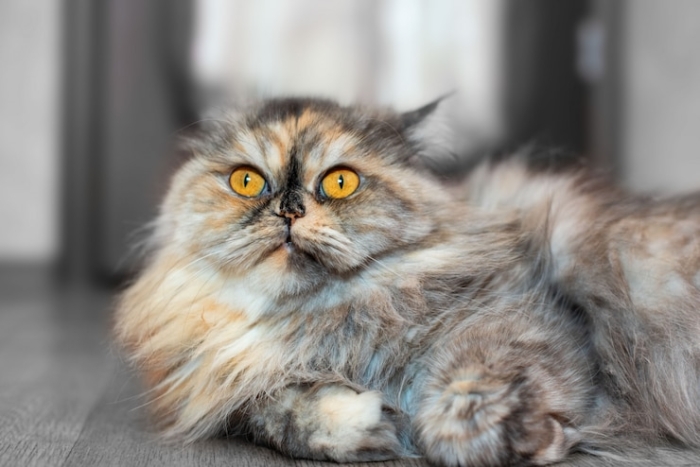 Jenis-Jenis Kucing Persia