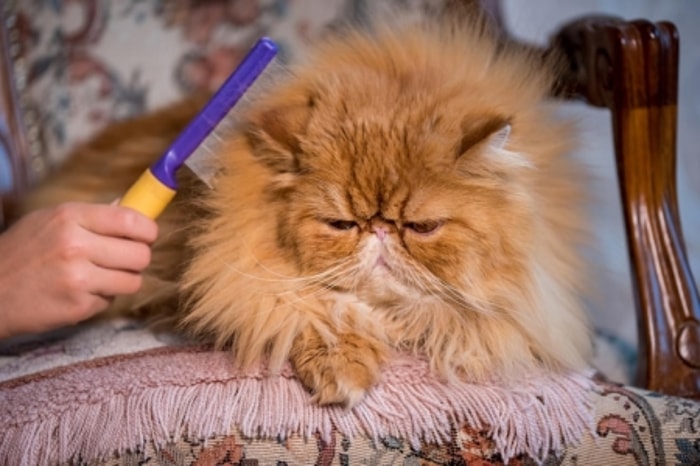 Bulu Kucing yang Jarang Disisir Rentan Menjadi Hair Ball 